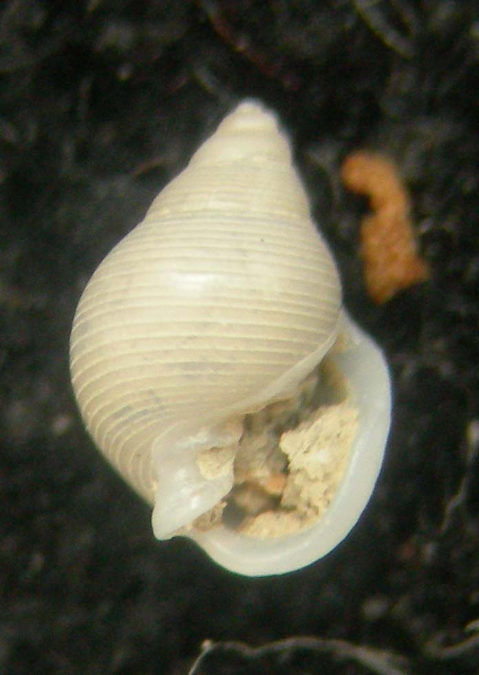 ringicula ciommeii?